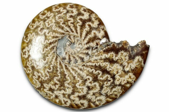 Polished Ammonite (Cleoniceras) Fossil - Madagascar #358413
